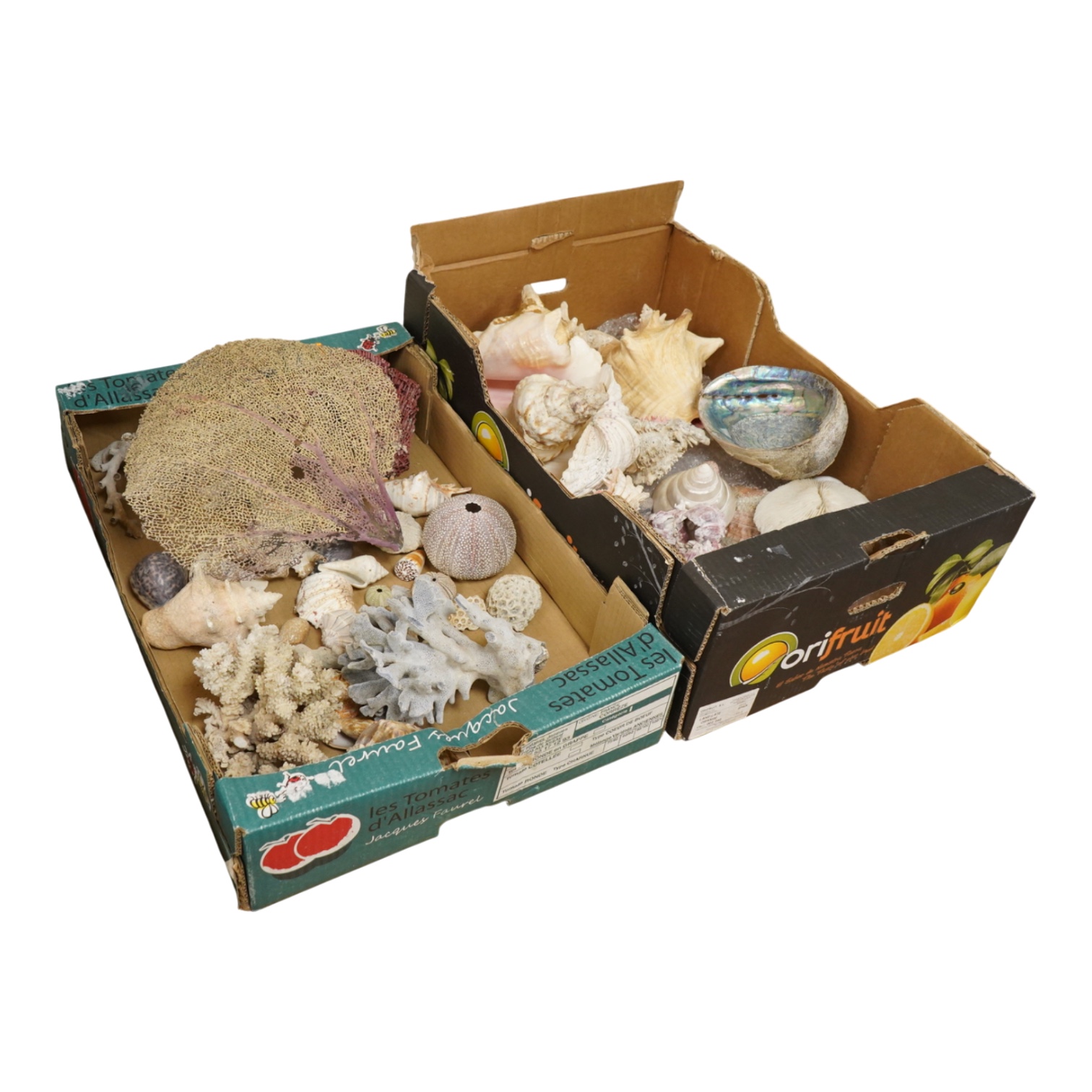 A collection of marine shells, echinoids, coral samples, fossil samples, etc.